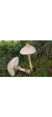 젖꼭지큰갓버섯 (Macrolepiota mastoidea (Fr.) Sing.)