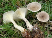 배불뚝이연기버섯(배불뚝이깔때기버섯) (Ampulloclitocybe clavipes (Pers.) Readh., Lutz., Monc. & Vilg. 배불뚝이연기버섯 > Clitocybe clavipes (Pers.) Kumm.)