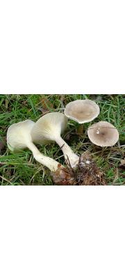 배불뚝이연기버섯(배불뚝이깔때기버섯) (Ampulloclitocybe clavipes (Pers.) Readh., Lutz., Monc. &amp; Vilg. 배불뚝이연기버섯 > Clitocybe clavipes (Pers.) Kumm.)