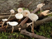 오목낙엽버섯 (Marasmius calopus (Pers.) Fr.)