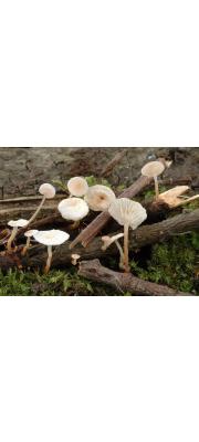 오목낙엽버섯 (Marasmius calopus (Pers.) Fr.)
