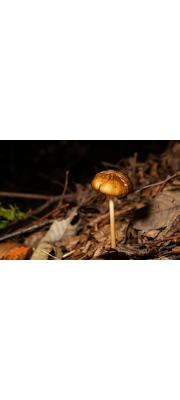 긴꼬리버섯(민긴뿌리버섯 , 민마른뿌리버섯) (Hymenopellis radicata (Relhan) R.H. Petersen  > Xerula radicata (Relhan) Dörfelt > Oudemansiella radicata (Relhan.) Sing.)