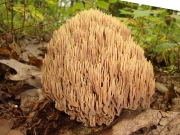 직립싸리버섯(답싸리버섯) (Ramaria stricta (Pers.) Quél.)
