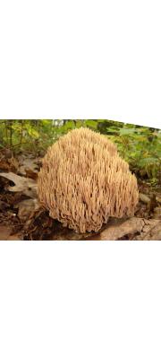 직립싸리버섯(답싸리버섯) (Ramaria stricta (Pers.) Quél.)