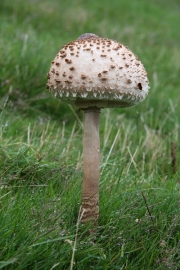 큰갓버섯(갓버섯) (Macrolepiota procera (Scop.) Sing.)