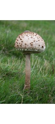 큰갓버섯(갓버섯) (Macrolepiota procera (Scop.) Sing.)