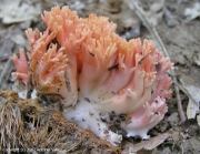 산호싸리버섯 (Ramaria subbotrytis (Coker) Corner)