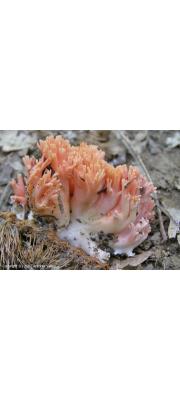 산호싸리버섯 (Ramaria subbotrytis (Coker) Corner)