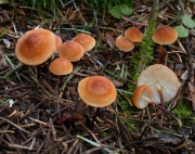 우산낙엽버섯 (Marasmius cohaerens (Alb. & Schw.) Cooke & Quél.)