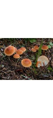 우산낙엽버섯 (Marasmius cohaerens (Alb. &amp; Schw.) Cooke &amp; Quél.)