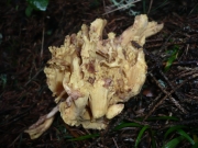 붉은노랑싸리버섯 (Ramaria testaceoflava (Bres.) Corner)