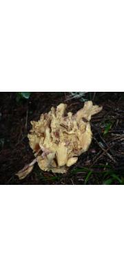 붉은노랑싸리버섯 (Ramaria testaceoflava (Bres.) Corner)