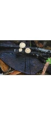 말총낙엽버섯 (Marasmius crinis-equi Muell ex Karlchbr.)