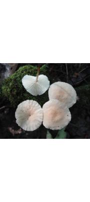 환희낙엽버섯 (Marasmius delectans Morgan)