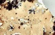 황백고약버섯(황미세고약버섯) (Ramaricium albo-ochraceum (Bres.) Jül.  > Trechispora albo-ochracea)