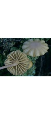 초록왕주름버섯(초록갓벚꽃버섯, 녹색솔밭버섯) (Chrysomphalina grossula (Pers.) Norvell. Redh. &amp; Amm.  > Omphalina wynneae (Berk. &amp; Br.) P.D. Orton > Hygrophorus wynniae Berk. &amp; Br. > Chamarophyllus grossulus (Pers.) Clem.)