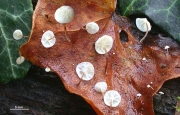 표피낙엽버섯 (Marasmius epiphylloides (Rea) Sacc. & Trotter)