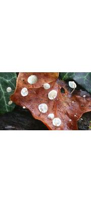 표피낙엽버섯 (Marasmius epiphylloides (Rea) Sacc. &amp; Trotter)