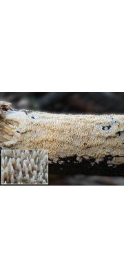 침돌기고약버섯 (Hyphodontia arguta (Fr.) Erikss.)