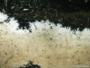 깃털바늘버섯 (Steccherinum fimbriatum (Pers.) Erikss.)