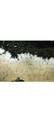 깃털바늘버섯 (Steccherinum fimbriatum (Pers.) Erikss.)