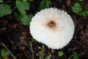 망토큰갓버섯(가칭) (Macrolepiota detersa Z.W. Ge, Zhu I. Yang & Velinga)