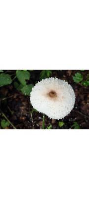 망토큰갓버섯(가칭) (Macrolepiota detersa Z.W. Ge, Zhu I. Yang &amp; Velinga)