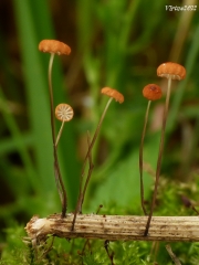 풀잎낙엽버섯 (Marasmius graminum (Libert) Berk.)