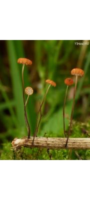 풀잎낙엽버섯 (Marasmius graminum (Libert) Berk.)