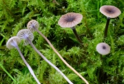 털이끼버섯 (Rickenella swartzii (Fr.) Kuyper)