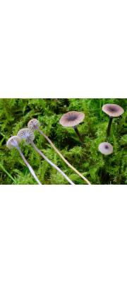털이끼버섯 (Rickenella swartzii (Fr.) Kuyper)