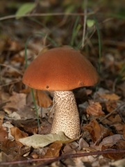 등색껄껄이그물버섯(껄껄이그물버섯, 참나무껄껄이그물버섯) (Leccinum aurantiacum (BulLeccinum) Gray  > Leccinum quercinum (Pilát) Green & WatLeccinum)