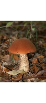 등색껄껄이그물버섯(껄껄이그물버섯, 참나무껄껄이그물버섯) (Leccinum aurantiacum (BulLeccinum) Gray  > Leccinum quercinum (Pilát) Green &amp; WatLeccinum)