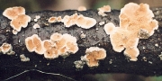 털바늘버섯 (Steccherinum laeticolor (Berk. & Curt.) Banker)