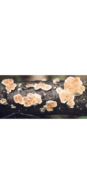 털바늘버섯 (Steccherinum laeticolor (Berk. &amp; Curt.) Banker)