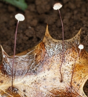 호랑가시낙엽버섯 (Marasmius hudsoni (Pers.) Fr.)