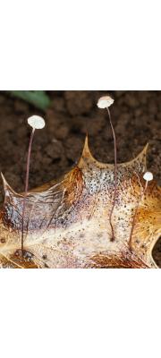 호랑가시낙엽버섯 (Marasmius hudsoni (Pers.) Fr.)