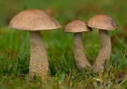 회하늘껄껄이그물버섯 (Leccinum cyanoeobasileucum Lannoy & Estades)