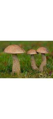 회하늘껄껄이그물버섯 (Leccinum cyanoeobasileucum Lannoy &amp; Estades)