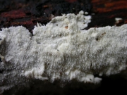 흰바늘버섯 (Steccherinum litschaueri (Bourd. & Galz.) Erikss.)