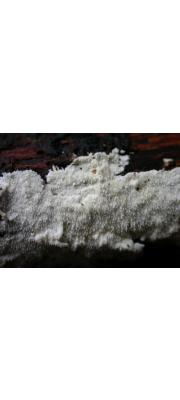 흰바늘버섯 (Steccherinum litschaueri (Bourd. &amp; Galz.) Erikss.)