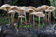 주름낙엽버섯 (Marasmius leveilleanus (Berk.) Sacc.)