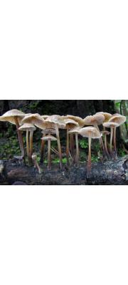 주름낙엽버섯 (Marasmius leveilleanus (Berk.) Sacc.)