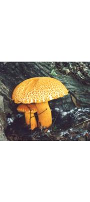 접시껄껄이그물버섯 (Leccinum extremiorientale (L. Vass.) Sing.)