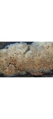 틈돌기고약버섯 (Hyphodontia crustosa (Pers.) Erikss  > Grandinia crutosa (Pers.) Fr.)