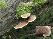 동심바늘버섯 (Steccherinum murashkinskyi (Burt) M. geest.)