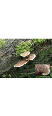 동심바늘버섯 (Steccherinum murashkinskyi (Burt) M. geest.)
