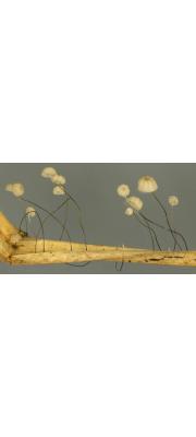 진흙낙엽버섯 (Marasmius limosus Boud. &amp; Quél.)
