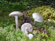 으뜸껄껄이그물버섯 (Leccinum holopus (Rostk.) WatLeccinum)