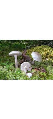 으뜸껄껄이그물버섯 (Leccinum holopus (Rostk.) WatLeccinum)